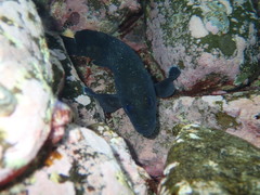 Acanthistius ocellatus