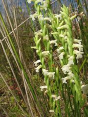 Spiranthes aestivalis