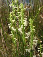 Spiranthes aestivalis