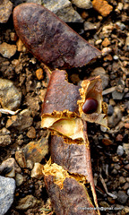 Bauhinia racemosa