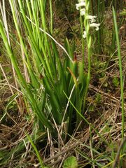Spiranthes aestivalis