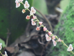 Stelis