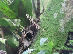 Stelis