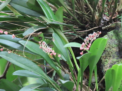 Stelis