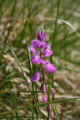 Polygala pedemontana