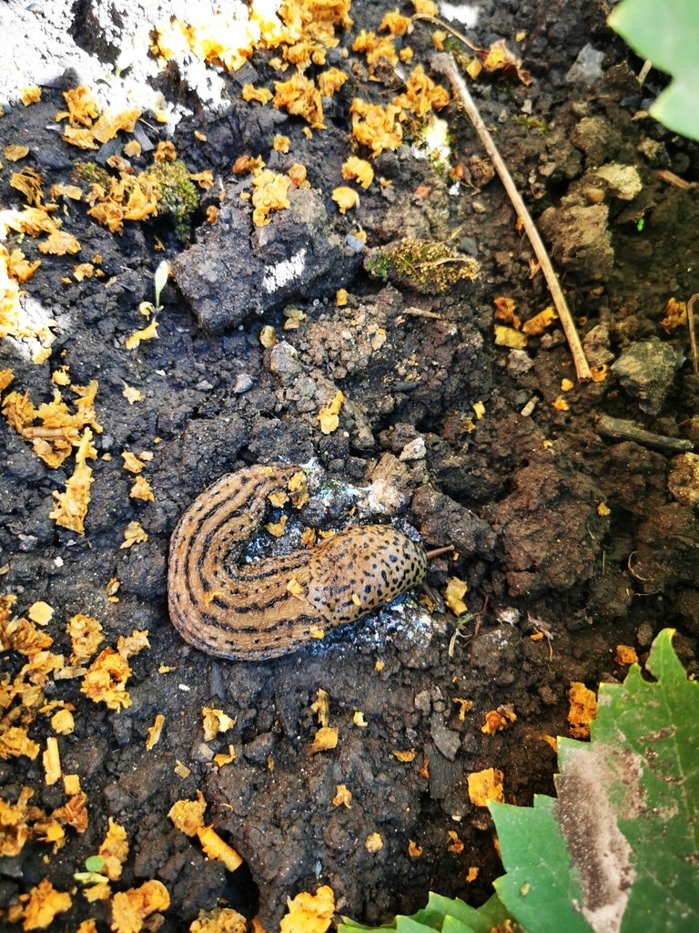 Leopard Slug from Яблоновский, Республика Адыгея, Россия on June 30 ...