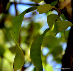 Bauhinia racemosa
