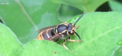 Vespula flaviceps