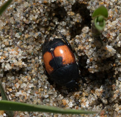 Spilodiscus sellatus