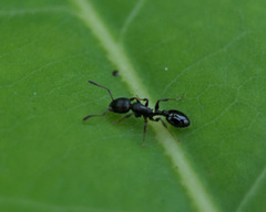 Tetramorium tsushimae