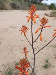 Aloe parvibracteata