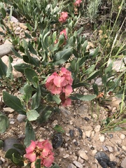 Rumex venosus