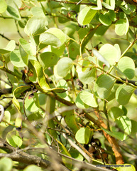 Bauhinia racemosa