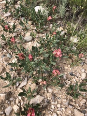 Rumex venosus