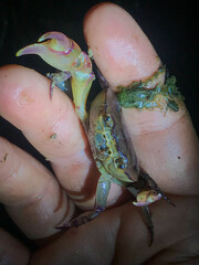 Austrothelphusa transversa