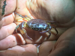 Austrothelphusa transversa