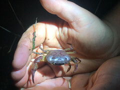 Austrothelphusa transversa