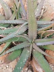 Aloe parvibracteata
