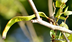 Bauhinia racemosa