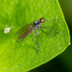 Ocydromiinae