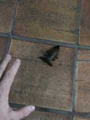 Lethocerus cordofanus