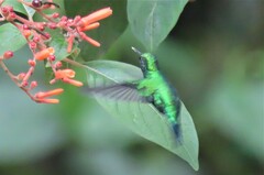 Chlorostilbon melanorhynchus