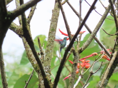 Chlorostilbon melanorhynchus