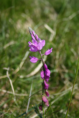 Polygala pedemontana