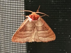Datana major