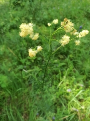 Thalictrum lucidum