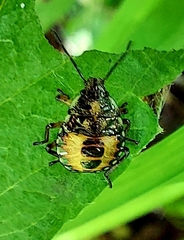 Carpocoris purpureipennis