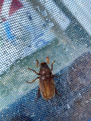 Polyphylla occidentalis