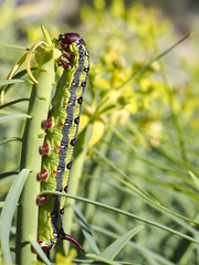 Hyles tithymali tithymali