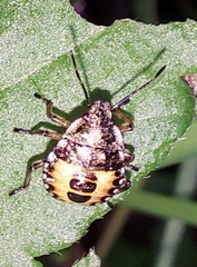 Carpocoris purpureipennis