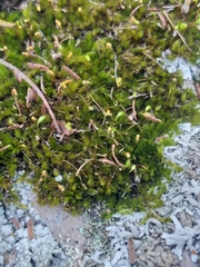Sematophyllum