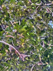 Sematophyllum