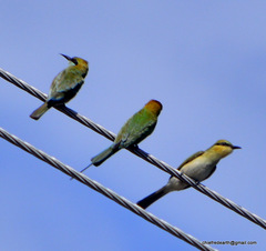 Merops orientalis