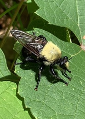 Laphria grossa