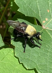 Laphria grossa