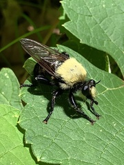 Laphria grossa