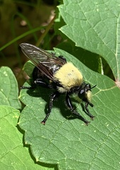 Laphria grossa