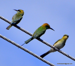 Merops orientalis