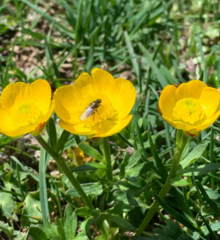 Ranunculus montanus