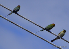Merops orientalis
