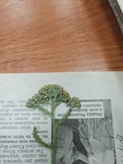 Achillea millefolium