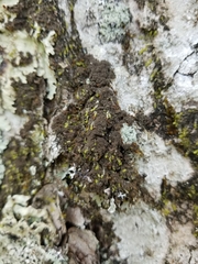 Leptogium laceroides