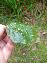 Eriophyes exilis