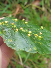 Eriophyes exilis