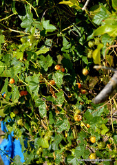 Passiflora foetida