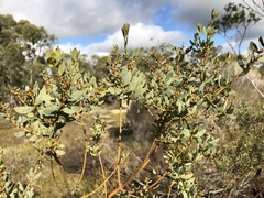 Acacia brachybotrya